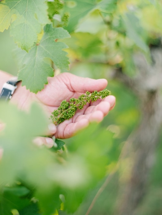 FuchsWein vineyard Riede Reihburg