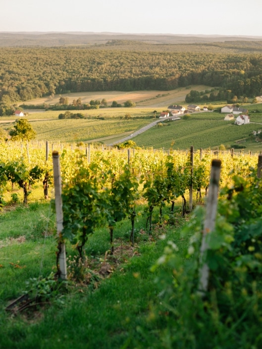 Eisenberg Vineyard