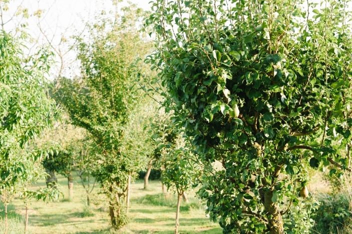 Farm Orchard Winten Vineyard Southern Burgenland
