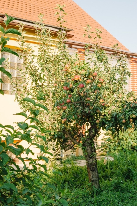 FuchsWine Farm Winten Vineyard