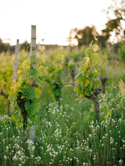 FuchsWein - Eisenberg Süd Burgenland